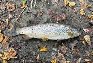 Rainbow Trout
