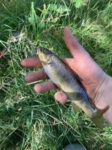 Brown Trout