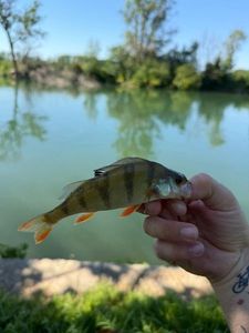 European Perch