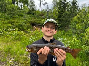 Rainbow Trout