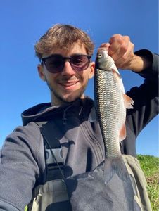 Chub