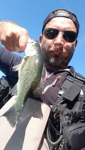 Largemouth Bass