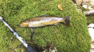 Brown Trout