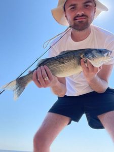 European Bass (Seabass)