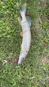 Northern Pike
