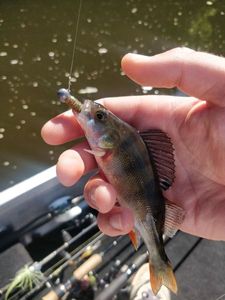 European Perch