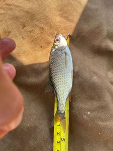 Roach