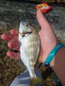 Black Seabream