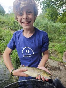 Brown Trout