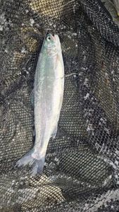 Rainbow Trout