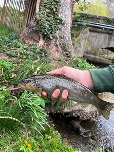Brown Trout