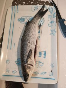 Thicklip Grey Mullet