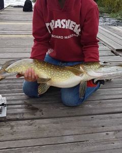 Northern Pike