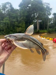 Doradidae