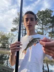 European Perch