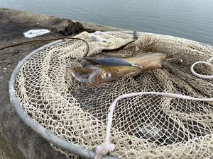 European Squid