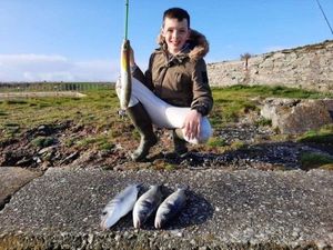 European Bass (Seabass)