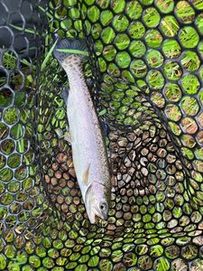 Rainbow Trout