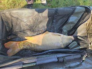 Mirror Carp