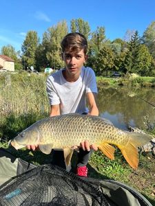 Common Carp