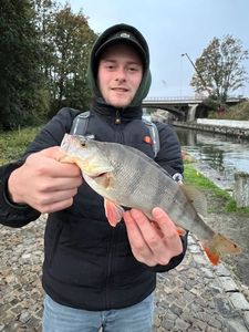 European Perch