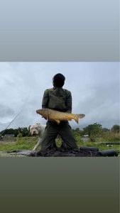 Mirror Carp