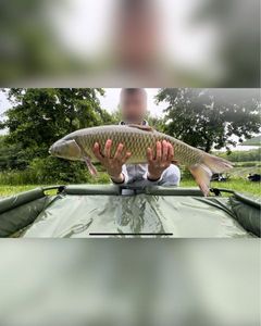 Grass Carp