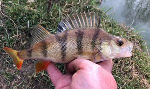 European Perch