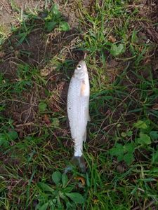Common Dace