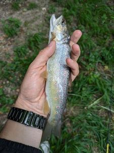 Brown Trout