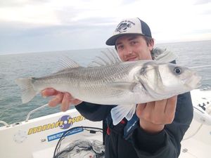 European Bass (Seabass)