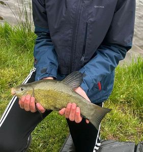 Tench