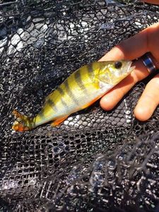 European Perch