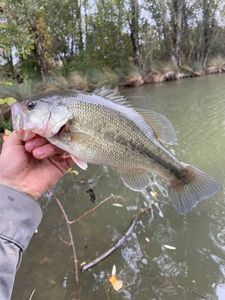Smallmouth Bass