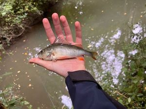 European Perch