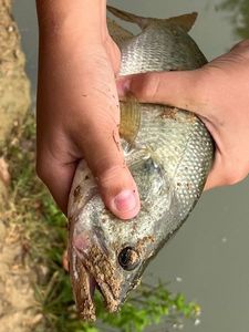 Largemouth Bass