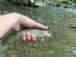 Brown Trout