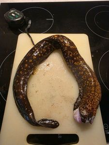 Mediterranean Moray