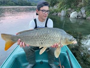 Common Carp