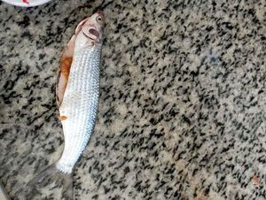 Thinlip grey mullet