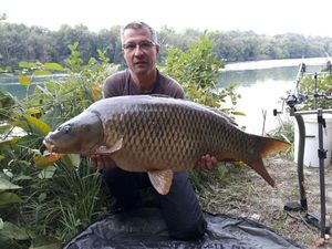 Common Carp