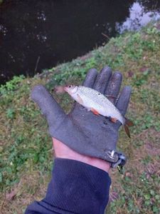Roach