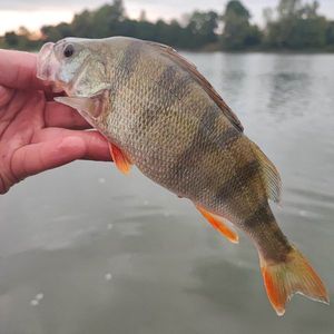 European Perch