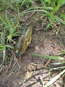 Black Bullhead