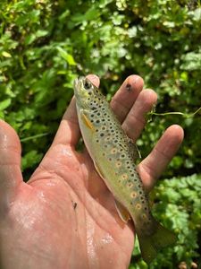 Brown Trout