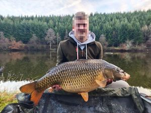 Common Carp