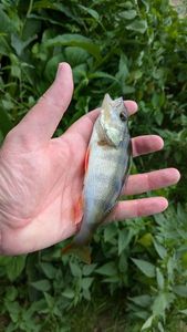 European Perch