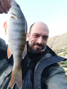 European Perch