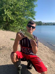 Largemouth Bass