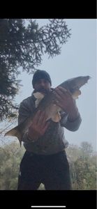 Barbel